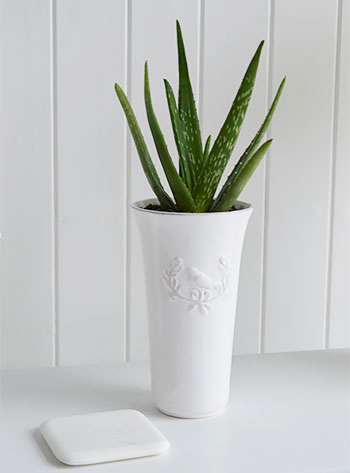 White vase with succulent Aloe Vera