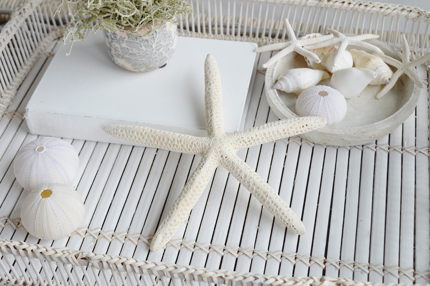 Large starfish for coastal decor