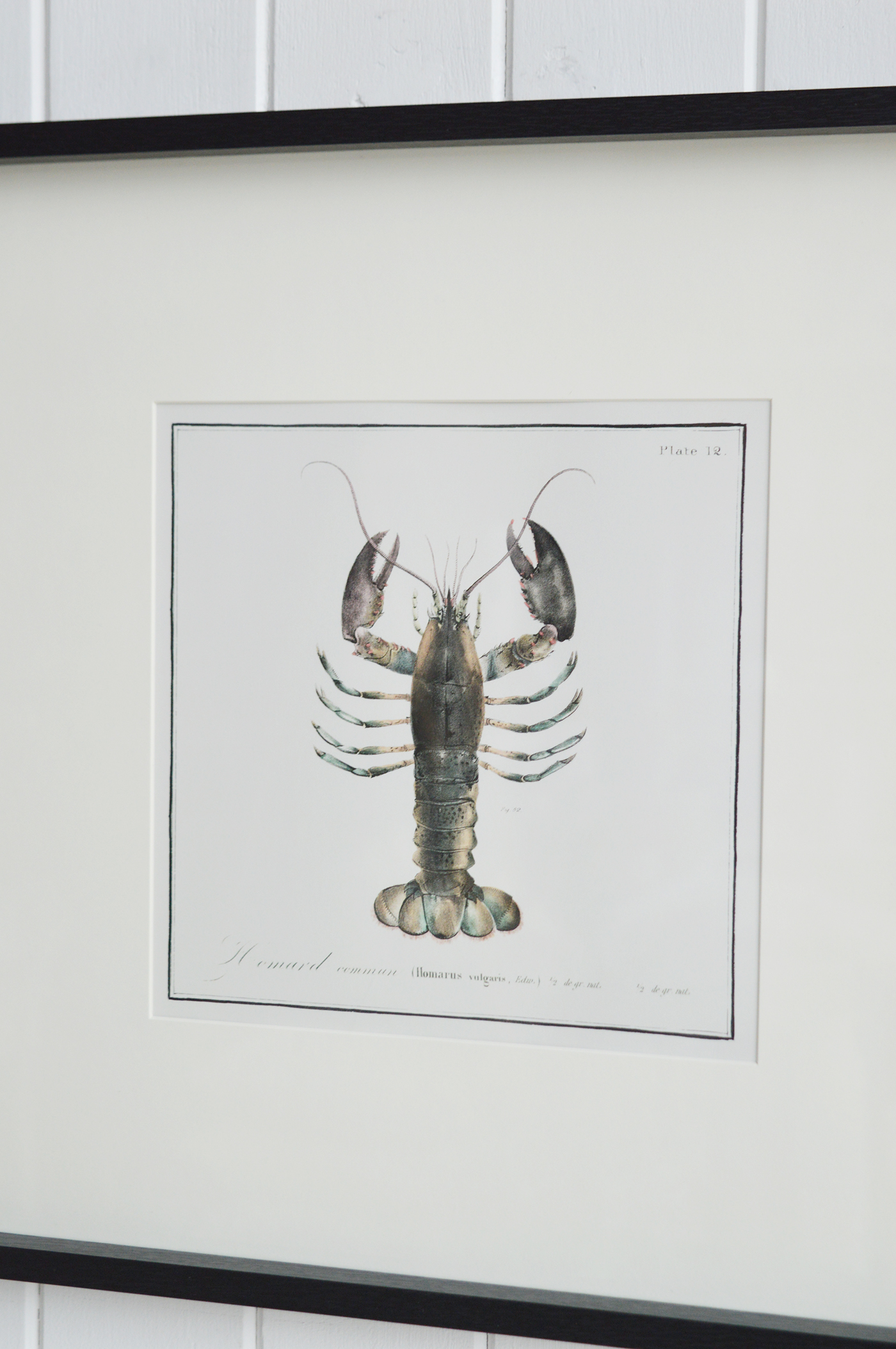 Coastal Wall Decor - Shrimp Framed Prints for beach homes, Hamptons and Coastal homes and interiors