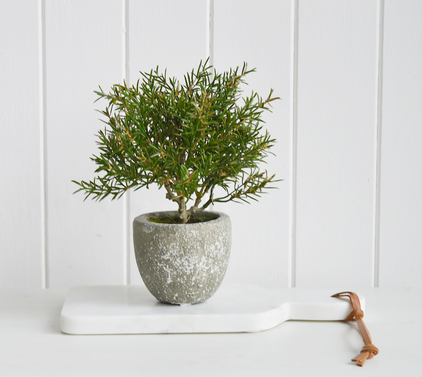 Artificial greenery small potted Rosemary Bush  for styling New England style  interiors. Farmhouse, country, coastal and city homes