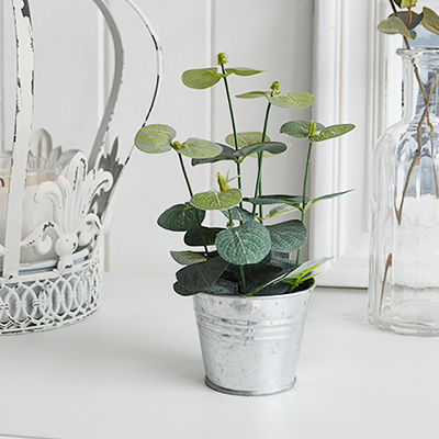 A little Eucalyptus plant in metal pot