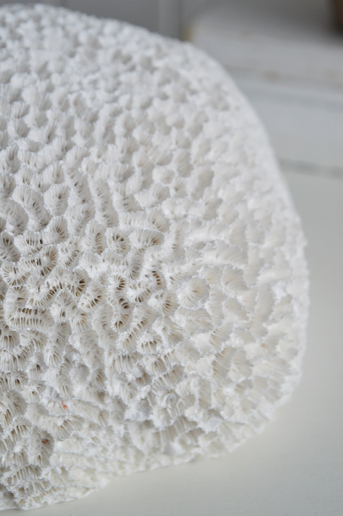 The faux white coral is a versatile décor piece that blends beautifully into modern coastal and New England style interiors.