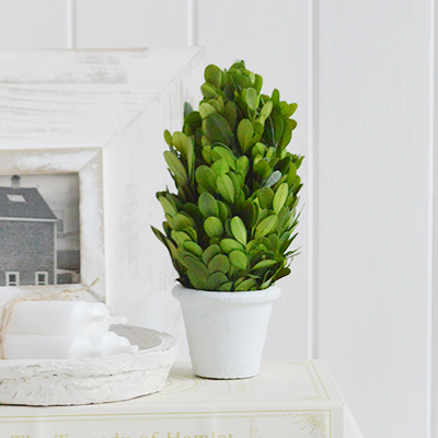 Potted Mini Box Tree - New England, Modern Farmhouse, Coastal Homes and Interiors