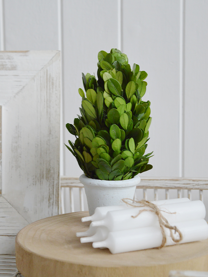 Potted Mini Box Tree - New England, Modern Farmhouse, Coastal Homes and Interiors