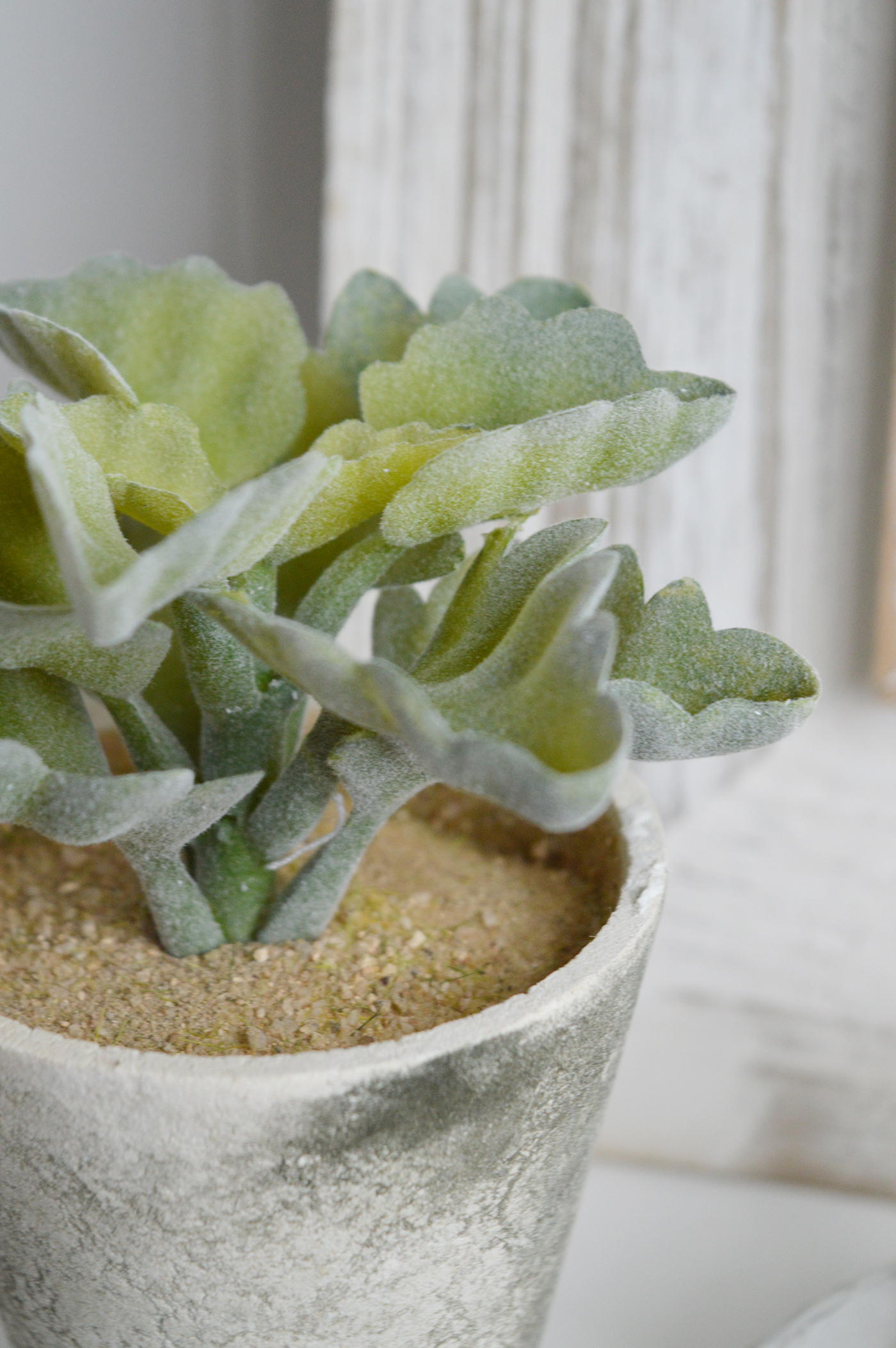Faux Potted Succulent Plant - New England Coastal , Farmhouse and Country Interiors