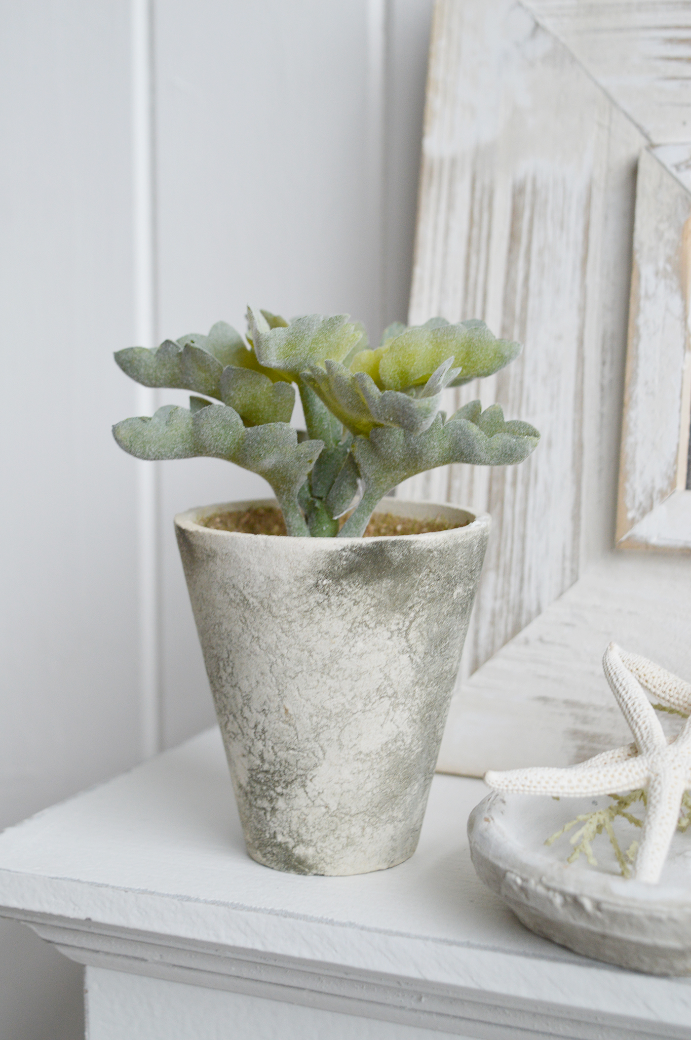 Faux Potted Succulent Plant - New England Coastal , Farmhouse and Country Interiors