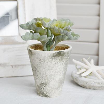 Faux Potted Succulent Plant - New England Coastal , Farmhouse and Country Interiors